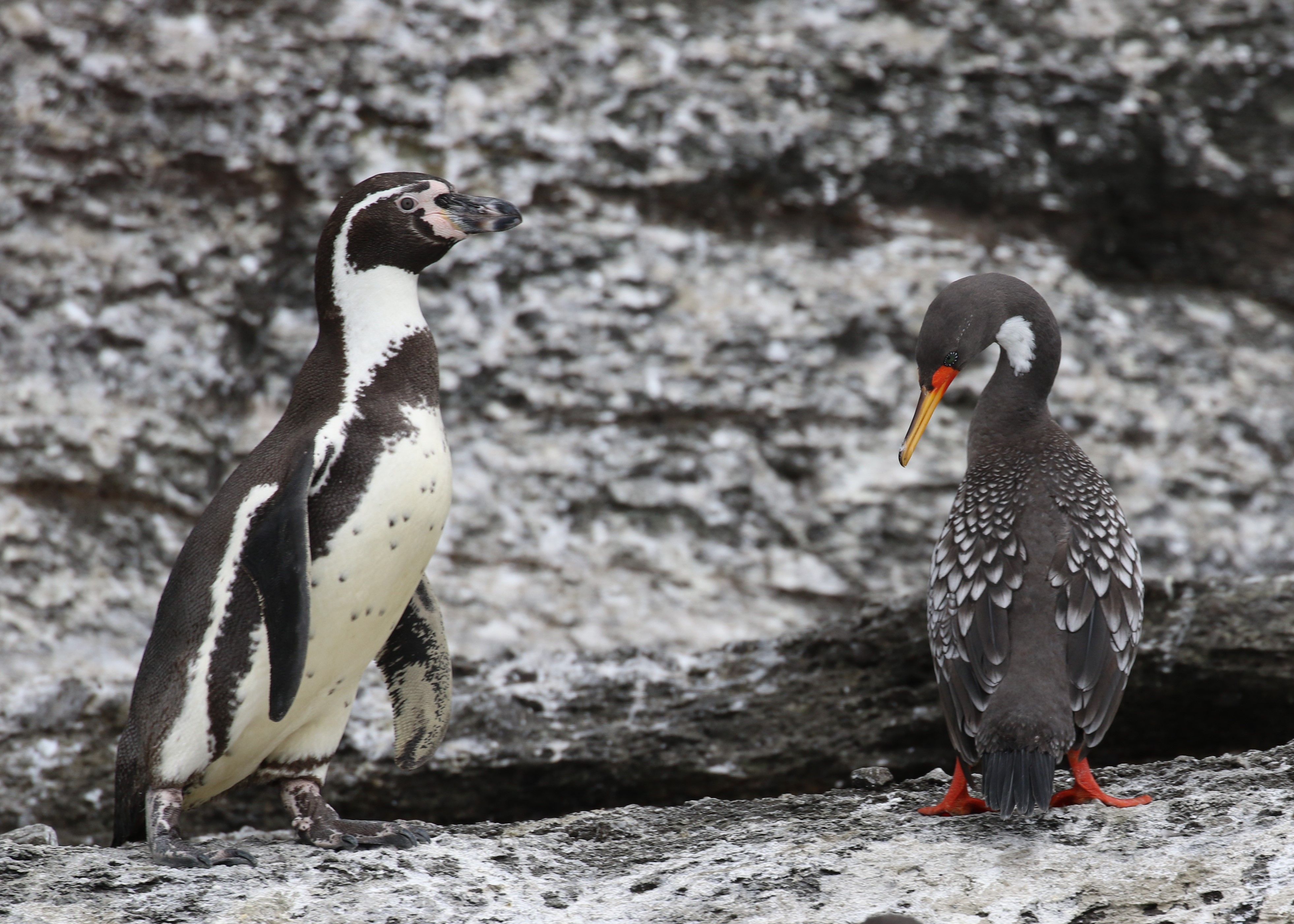 Birding Peru: December 2021- January 2022